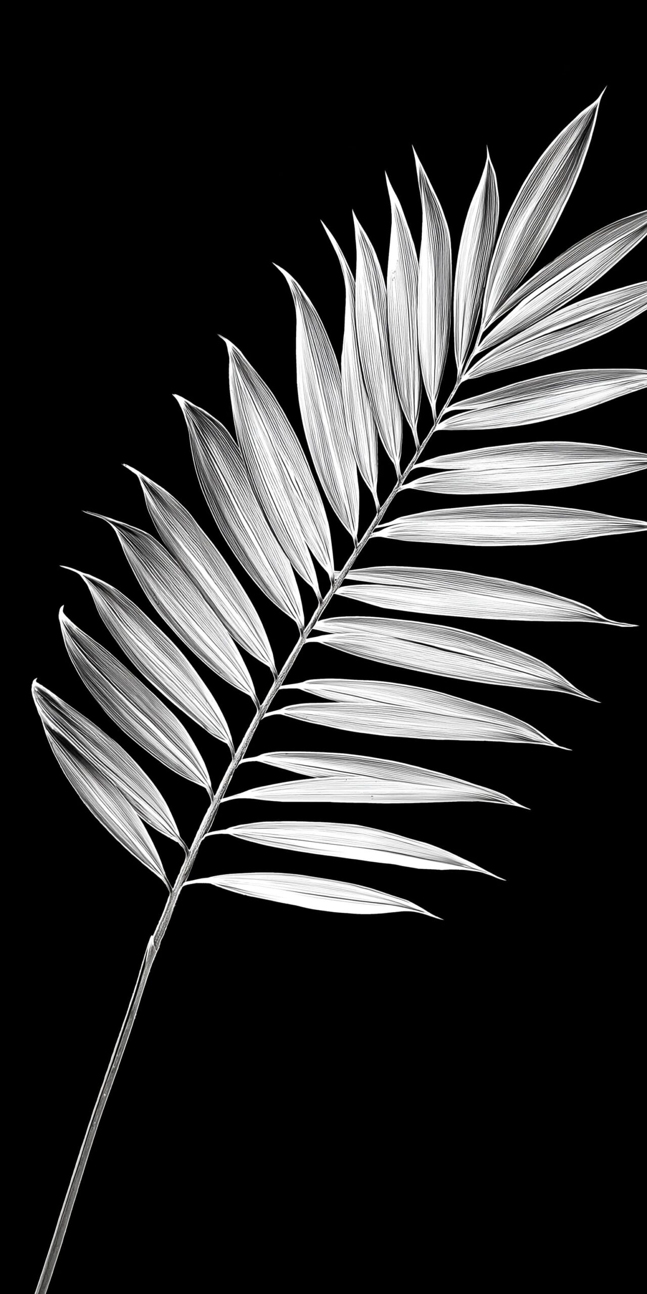 Elegant palm beach towel • Stunning white palm leaf on black 5 Elegant palm beach towel Stunning white palm leaf on black 1 scaled
