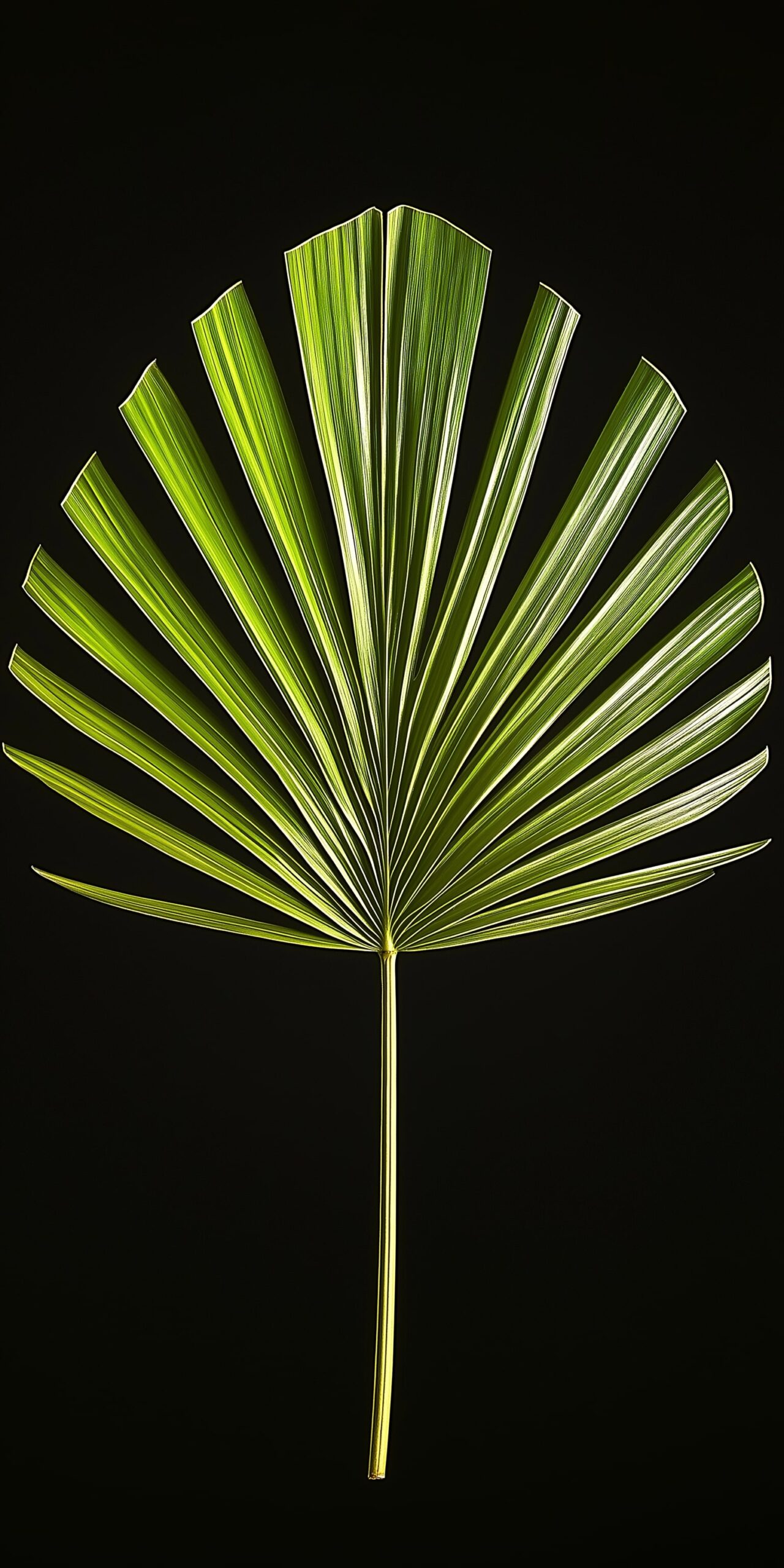 Leaf beach towel • Vibrant green palm leaf on a dark backdrop 5 Leaf beach towel Vibrant green palm leaf on a dark backdrop 1 scaled