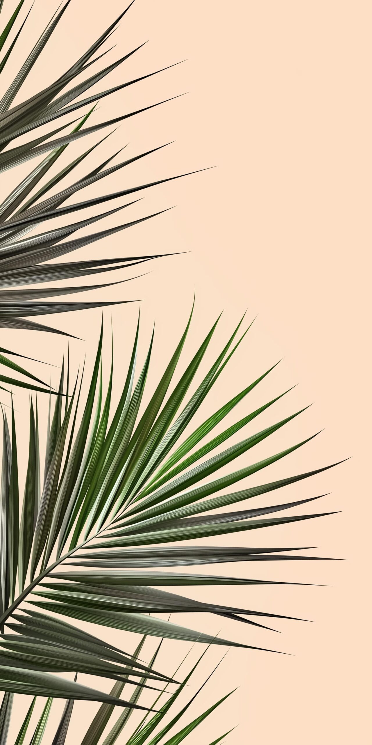 Palm leaves beach towel • Elegant green and black foliage on a soft background 2 Palm leaves beach towel Elegant green and black foliage on a soft background 1 scaled