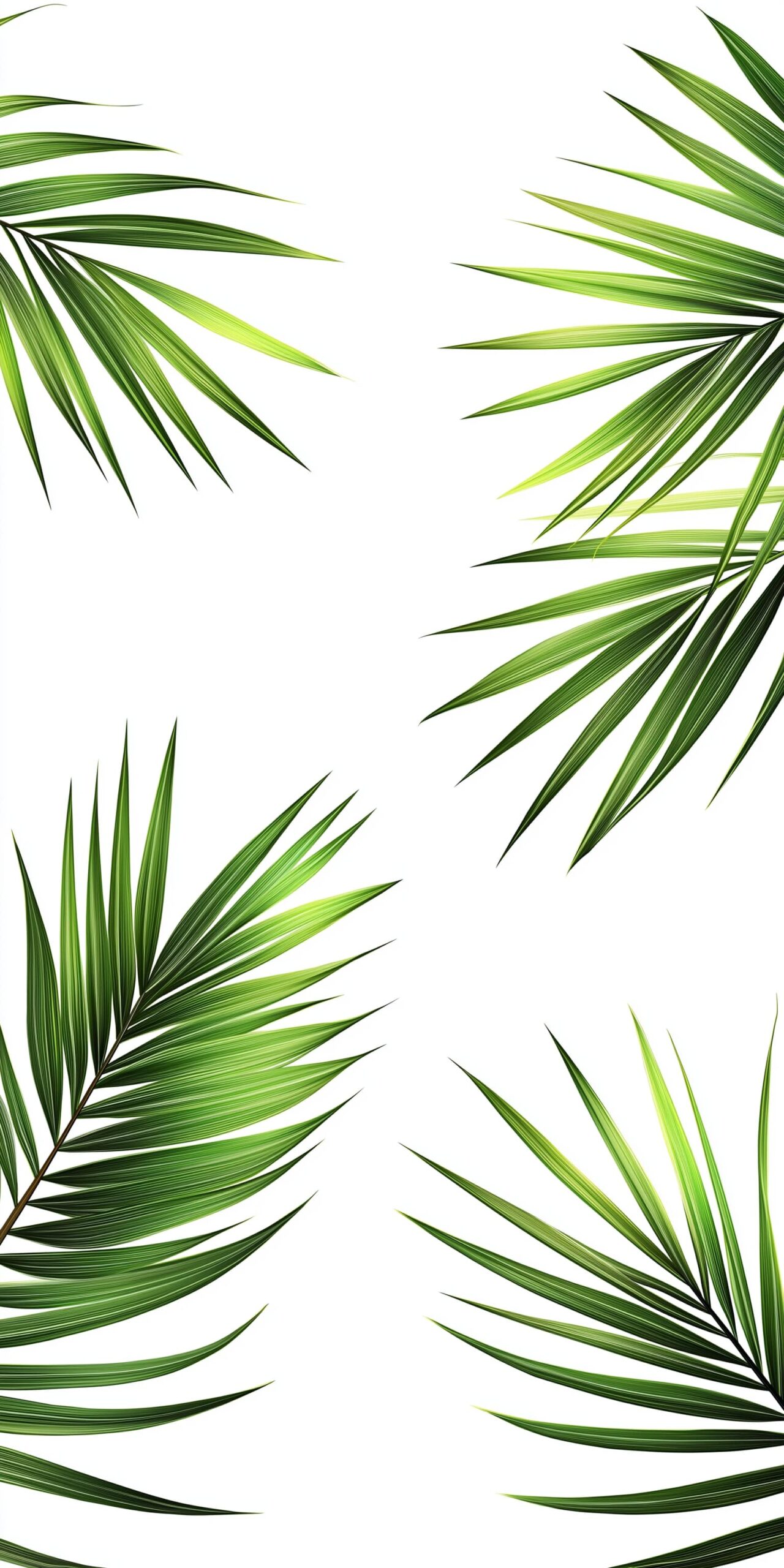 Palm leaves beach towel • Lush green foliage on a crisp white background 4 Palm leaves beach towel Lush green foliage on a crisp white background 1 scaled