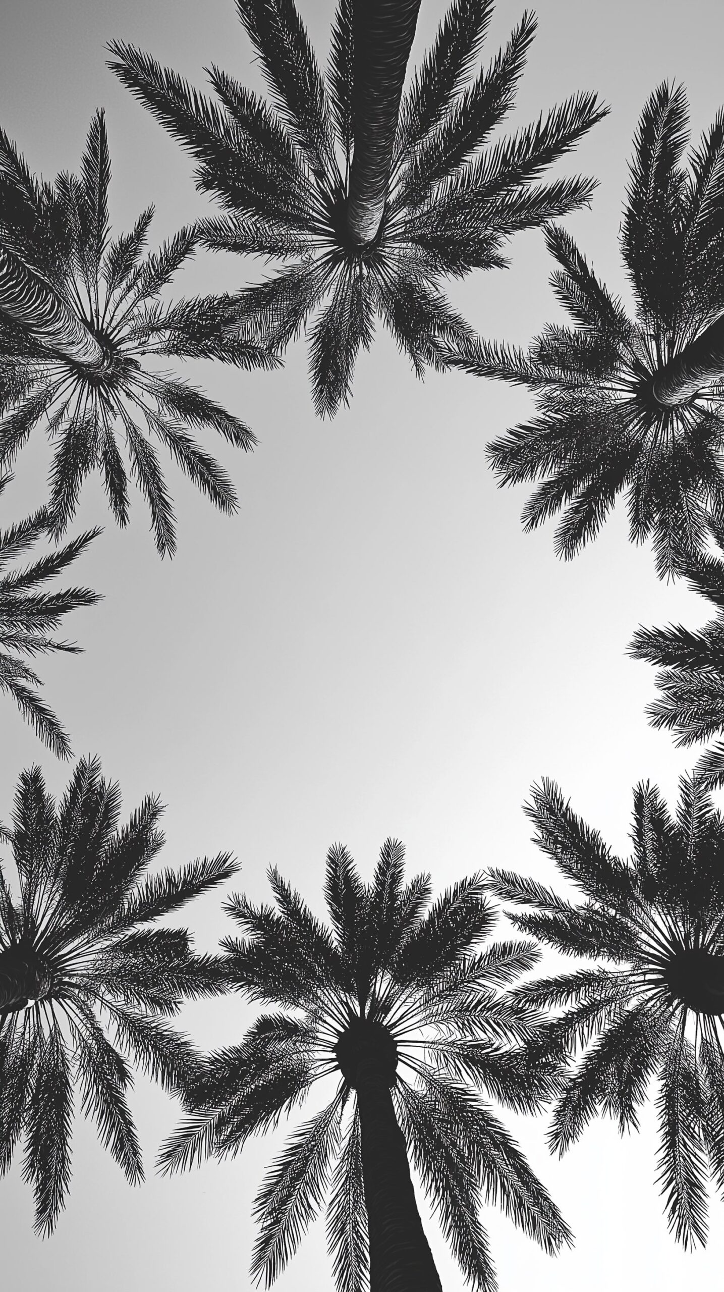 Palm tree beach towel Elegant black and white silhouette design 1 scaled