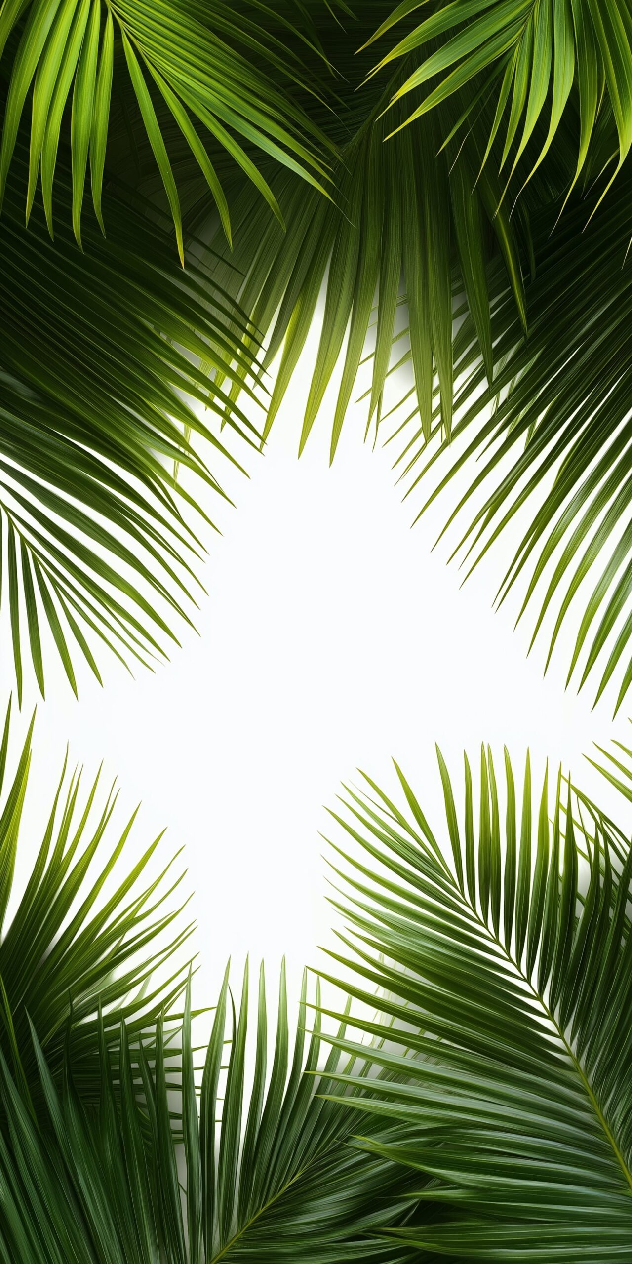 Tropical leaves beach towel • Verdant palm fronds framing a blank center 5 Tropical leaves beach towel Verdant palm fronds framing a blank center 1 scaled